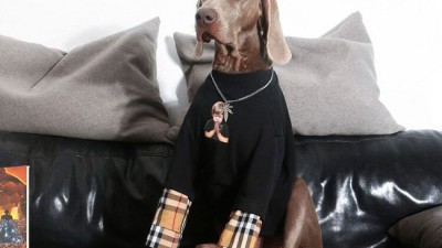 우리 댕댕이 버버리룩🐶 역대급 할인 후기!